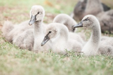 kuşlar çimenlerin üzerinde