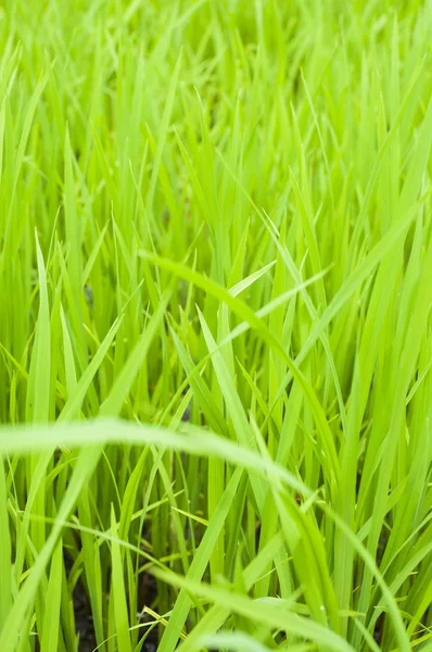 Green grass — Stock Photo, Image