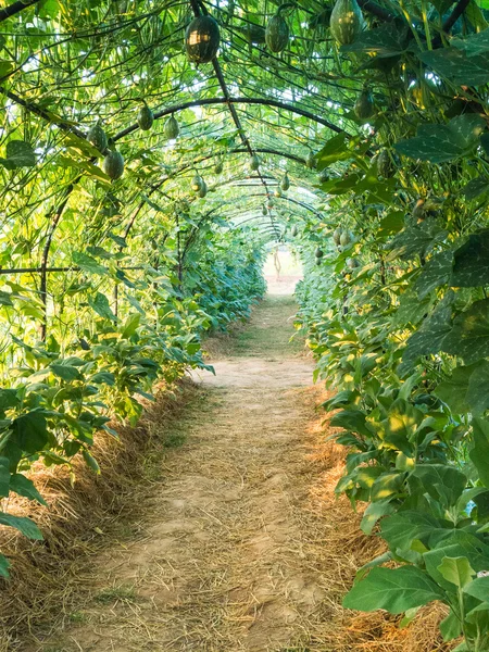 Green tunnel pergola — Stock Photo, Image