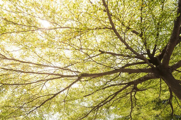 Spring tree branches