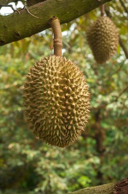 Durian meyve