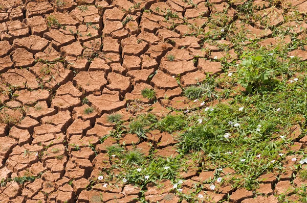 Arid land — Stockfoto