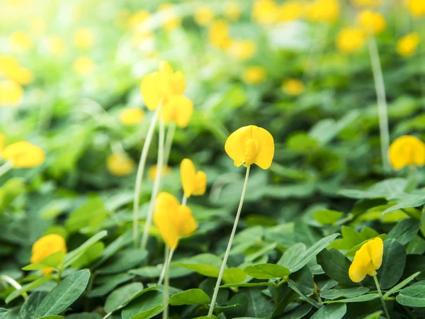 Fiori gialli — Foto Stock