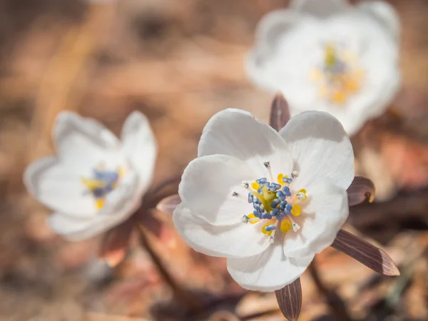 White ground flower on spring season — Stock Photo, Image