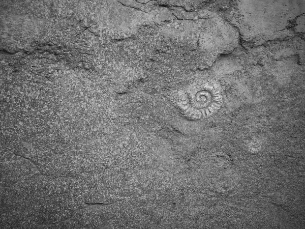 Ammonites fossiles — Photo