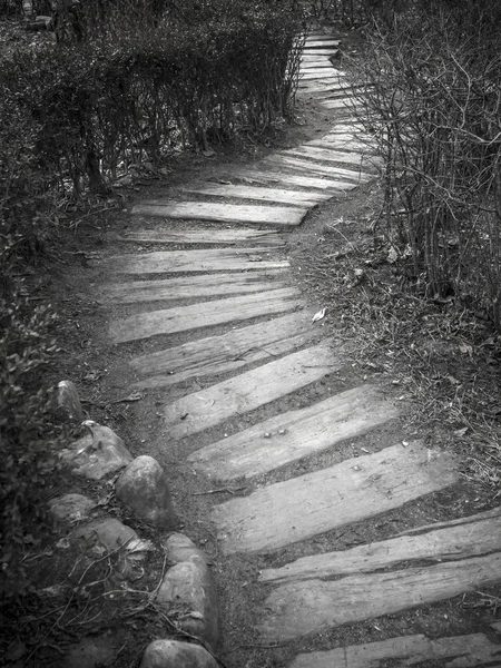 Caminho pelo arbusto seco — Fotografia de Stock