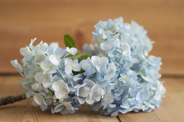 Blue Hydrangea — Stock Photo, Image