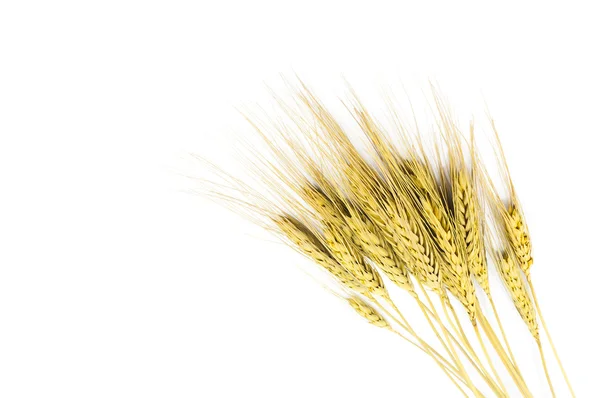 Wheat ears — Stock Photo, Image