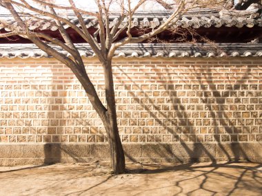 Ağaç ve gelenek Doğu Asya duvarda gölge