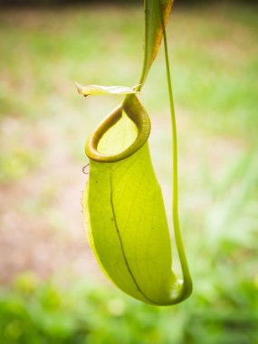 Nepenthes clipart