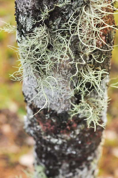 Lichen na kmen stromu — Stock fotografie