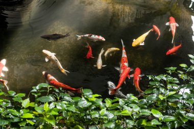 Süslü carps ya da Koi Bahçe gölet