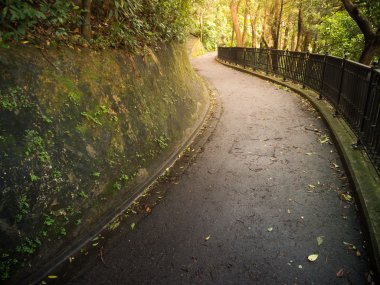 tropikal orman yolu.