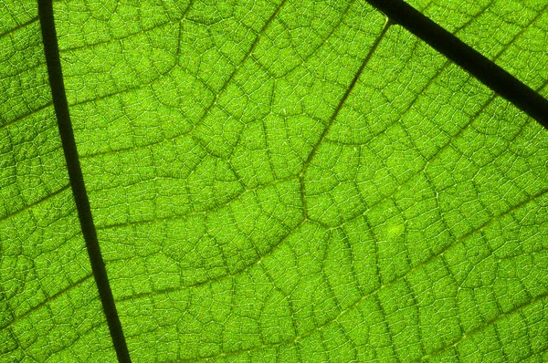 Hoja verde cerrada — Foto de Stock