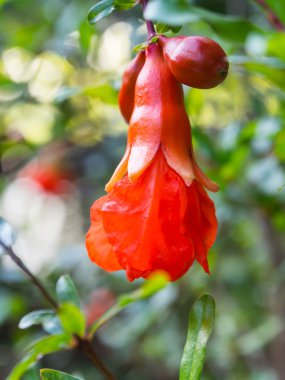 Kırmızı nar çiçek