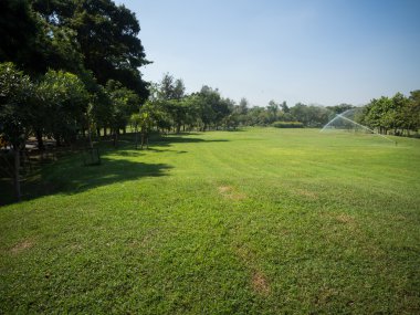 Yeşil Yaz park Bahçe.