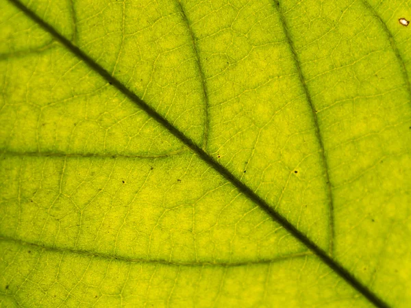 Green leaf closed up — Stock Photo, Image
