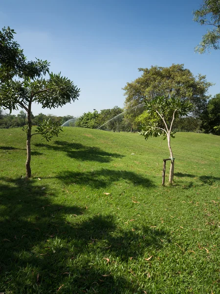 Zelené letní park zahrada. — Stock fotografie