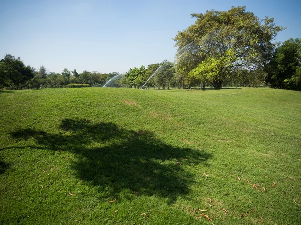 Grüner Sommerpark-Garten. — Stockfoto