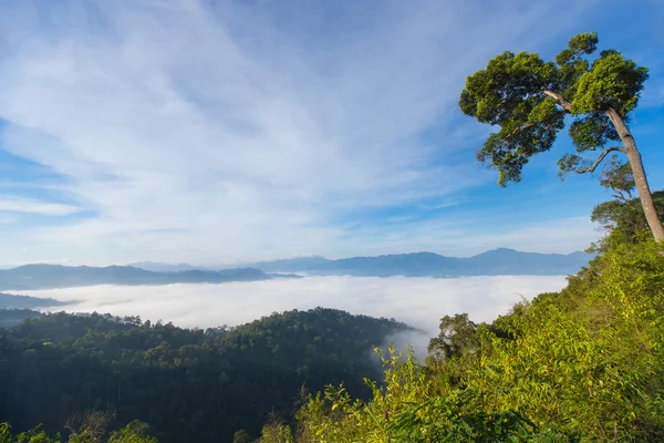 熱帯林の風景. — ストック写真