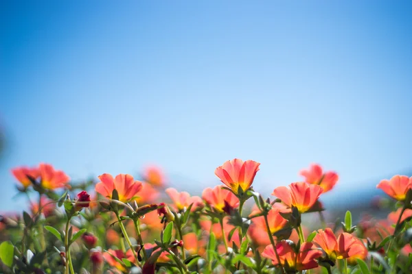 Fiore estivo rosso . — Foto Stock