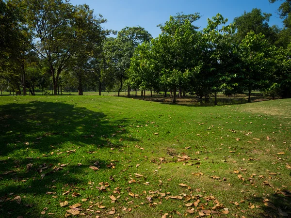 Grüner Sommerpark-Garten. — Stockfoto