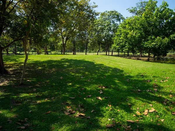 Grüner Sommerpark-Garten. — Stockfoto