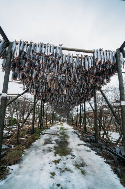 Kurutulmuş morina balığı dolu raflar, Lofoten, Norveç.