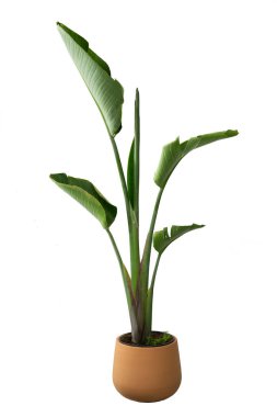 Tencere içinde strelitzia augusta. Beyaz arka planda izole ev bitkisi