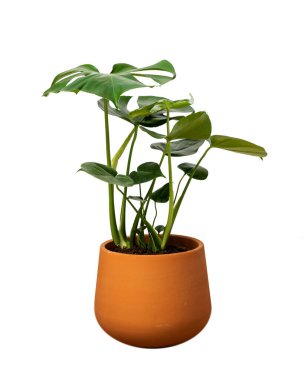 Lezzetli bir canavarın ön görüntüsü ya da izole edilmiş beyaz arka planda seramik bir tencerede Adams kaburgası.