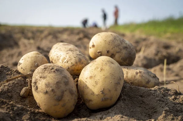 Patatas Recién Cavadas Cosechadas Campo Agrícola Una Visión Bajo Ángulo —  Fotos de Stock