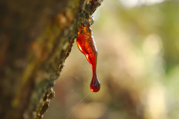 Sap Resin Oozing Injured Tree Branch Damaged Missing Bark Woodland — Stock Photo, Image