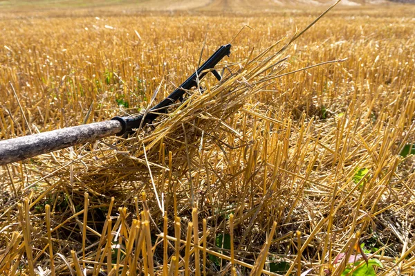 畑で収穫された小麦の中の素朴な熊手で 農業の風景の中に茎がしびれている — ストック写真