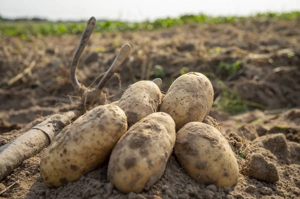 Patatas Recién Cavadas Cosechadas Campo Agrícola Con Azada Una Vista —  Fotos de Stock