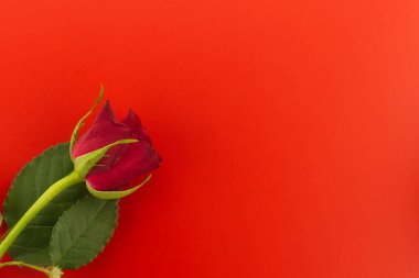 Tek gül kırmızı arkaplan üst görünümü üzerinde ücretsiz kopya alanı ile. Dilekler, selamlar ve aşk mesajı