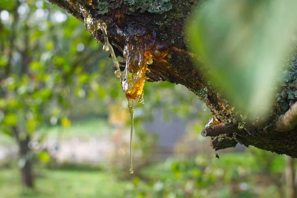 Sap Resin Oozing Injured Tree Branch Damaged Missing Bark Woodland — Stock Photo, Image