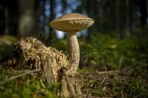 Wilde Boletus Paddestoel Die Herfst Een Bos Groeit Herfst Onderkant — Stockfoto