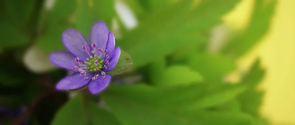 Kék Hepatica Nobilis Közeli Korai Virágzó Tavaszi Növények Sárga Alapon — Stock Fotó