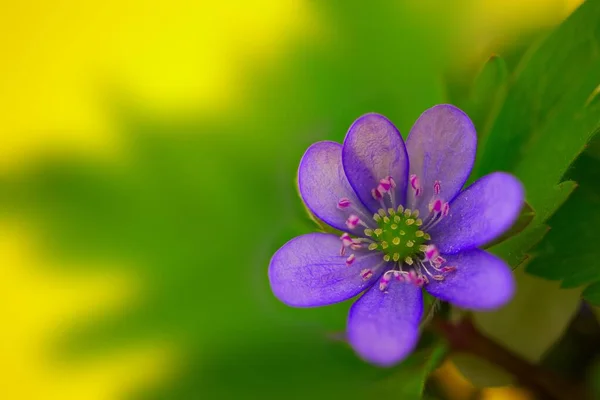 Azul Hepatica Nobilis Close Florescendo Cedo Plantas Primavera Fundo Amarelo — Fotografia de Stock