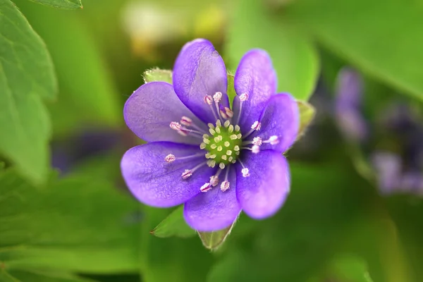 Kék Hepatica Nobilis Közeli Kora Virágzó Tavaszi Növényekben Sárga Alapon — Stock Fotó