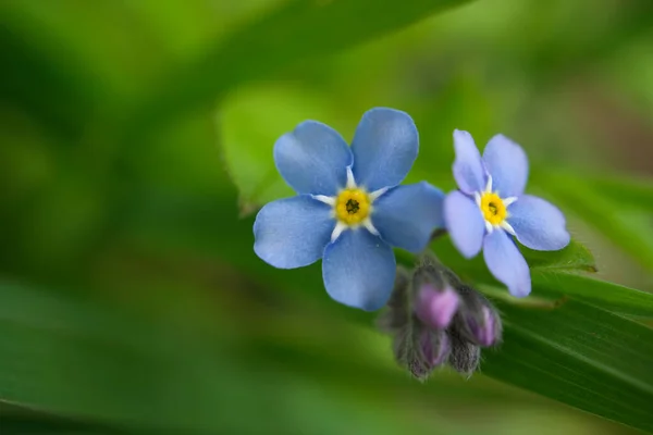 Myosotis Alpestris Belas Pequenas Flores Azuis Conhecidas Como Forget — Fotografia de Stock