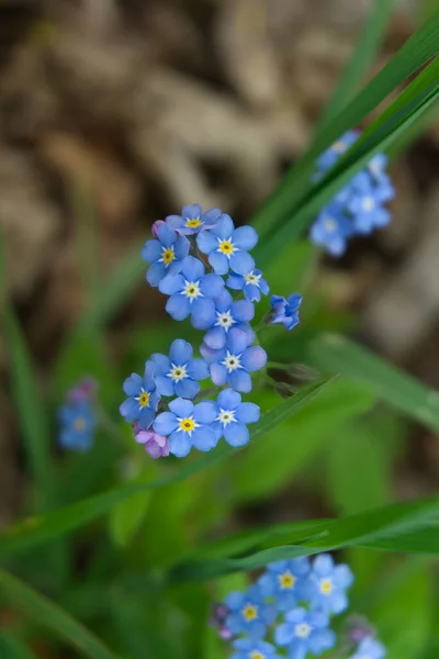 Myosotis Alpestris Krásné Malé Modré Květy Známé Jako Zapomeňte — Stock fotografie