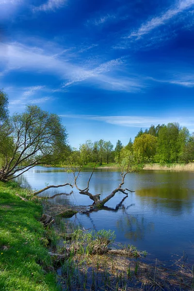 Gamla Nedsänkt Träd Lugn Flod Våren Med Unga Gröna Blad — Stockfoto