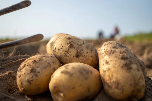 Patatas Recién Cavadas Cosechadas Campo Agrícola Con Azada Una Vista —  Fotos de Stock