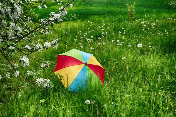 Regenbogenschirm Saftig Grünem Gras Frühling Einem Bauernhof Obstgarten Mit Bäumen — Stockfoto