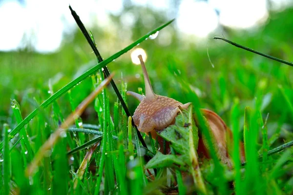 Σαλιγκάρι Στο Γρασίδι Της Πρωινής Δροσιάς Τρώει Φύλλα Φυτών Helix — Φωτογραφία Αρχείου