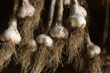 Çiftlik ambarında asılı bir avuç taze sarımsak soğanı.