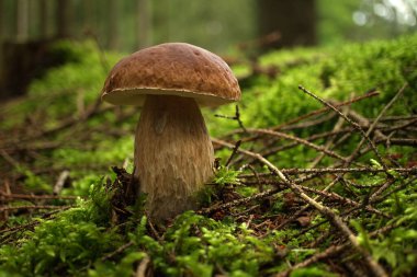 Cep ya da Boletus mantarı ormanda yemyeşil yosun üzerinde yetişir, alçak açı (Boletus edulis)
