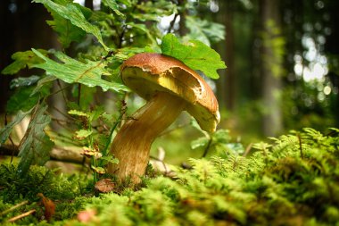 Vahşi Cep ya da Boletus Mantarı, meşe yaprağının altındaki bir ormanda yemyeşil yosunlarda yetişiyor.