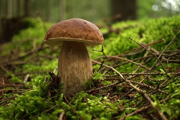 Цап Boletus Mushroom Растущий Пышной Зеленой Грядке Лесу Вид Низким — стоковое фото